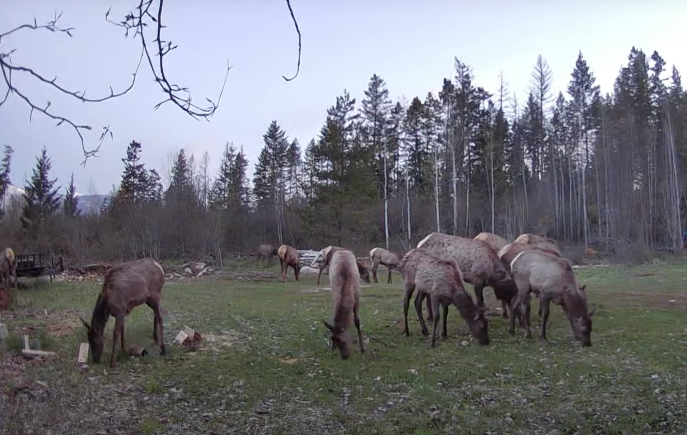 Herd of elk on the property